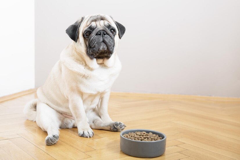 What Pugs Should & Should Not Eat